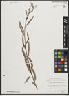 Foto von Salix pycnostachya Andersson